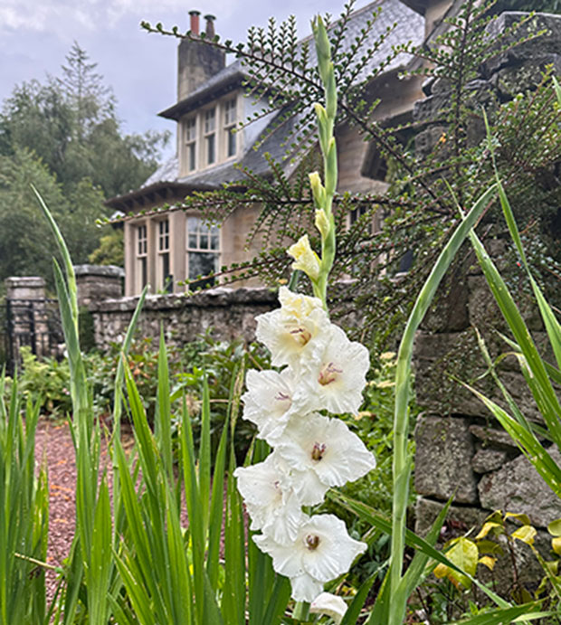 Flowers-620x691 Features of Hazlieburn