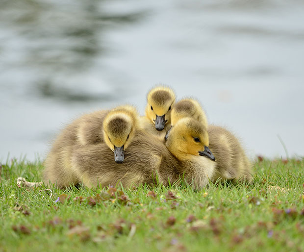 canada-goose-goslings620x514 Ducklings